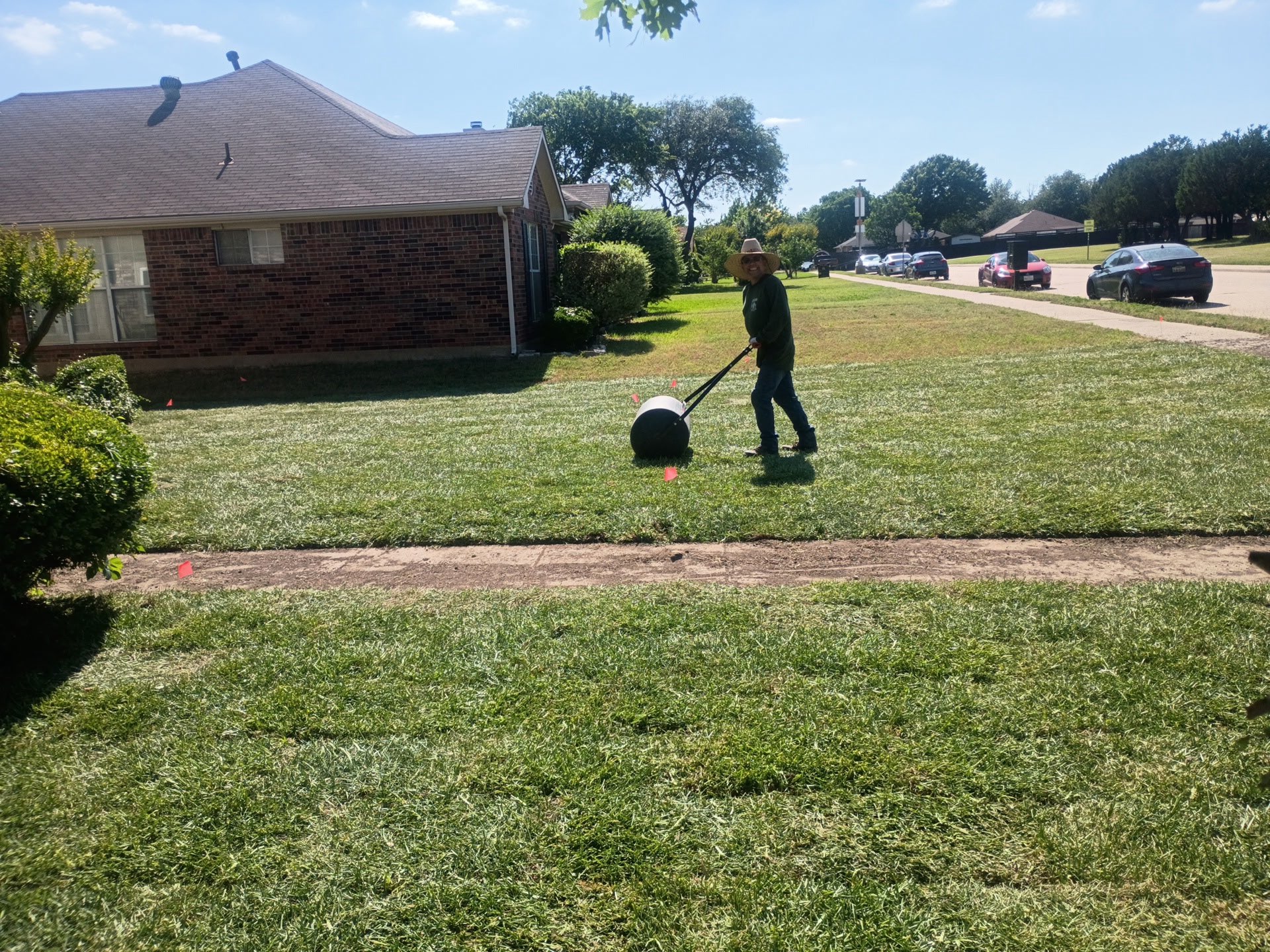 Worker rolling newly laid grass at a residential property