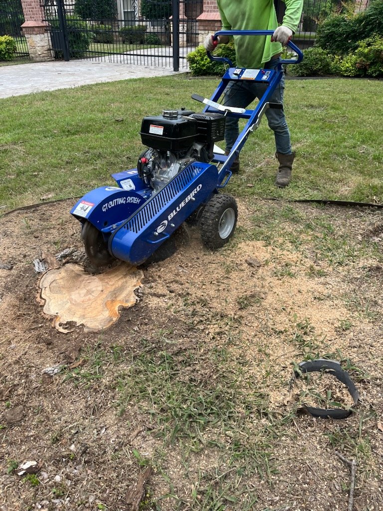 Tree Service service