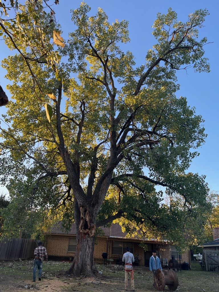 Large tree and workers in a residential yard
